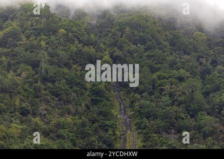 Tropischer Regenwald mit kleinem Wasserfall im Morgennebel. Insel Madeira, Portugal Stockfoto