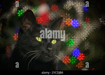 Schwarze Katze mit festlichen, farbenfrohen, schneeflockenförmigen Bokeh-Highlights auf einem Weihnachtsbaum hinter ihr Stockfoto