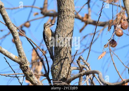 Juveniler Gelbbauchsauger, der in einem Persimmon-Baum zu einem Sapbrunnen neigt, um sich vom saft zu ernähren Stockfoto