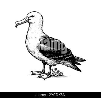 albatross Vogel Hand gezeichnete Vektor-Illustration Stock Vektor