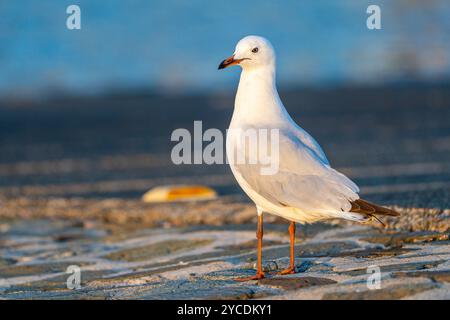 Silbermöwe (Chroicocephalus novaehollandiae) steht auf Steinen, Rainbow Beach, Queensland Australien Stockfoto