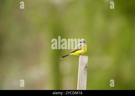 Tropischer Eisvogel (Tyrannus melancholicus), der auf einem Stab thront. Stockfoto