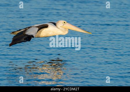 Australischer Pelikan (Pelecanus conspicillatus) gleitet über glattes Wasser. Tin Can Bay Queensland, Australien Stockfoto