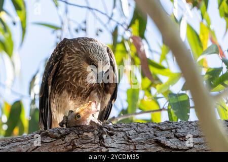 Whistling Kite (Haliastur sphenurus) auf einem Zweig, der einen Fisch ernährt, Rainbow Beach, Queensland, Australien Stockfoto