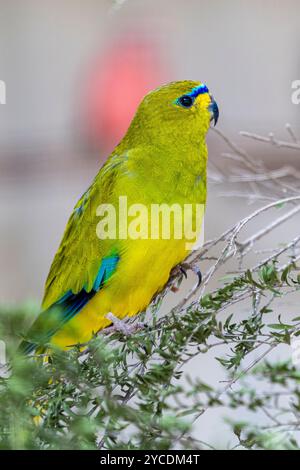 Eleganter Papagei (Neophema elegans), weiblich, sitzt auf einem Ast in einem Vogelhaus. Stockfoto