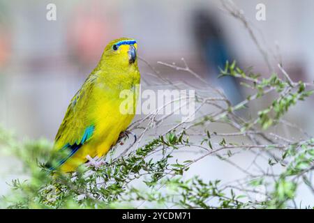 Eleganter Papagei (Neophema elegans), weiblich, sitzt auf einem Ast in einem Vogelhaus. Stockfoto