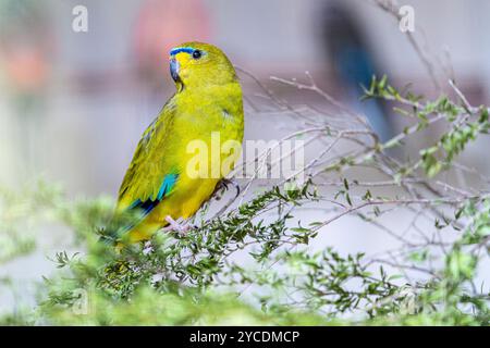 Eleganter Papagei (Neophema elegans), weiblich, sitzt auf einem Ast in einem Vogelhaus. Stockfoto