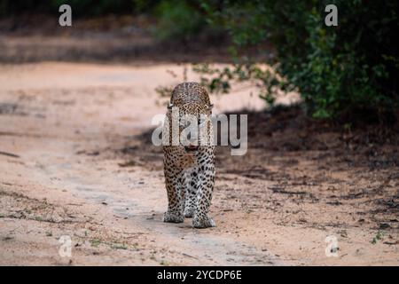Ein Leopardenspaziergang Stockfoto