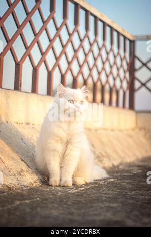 Treffen Sie meine flauschige weiße persische Katze mit ihren bezaubernden blauen und braunen Augen und ihrem luxuriösen Fell, die Eleganz und Charme in jedem bezaubernden Moment verkörpert. Stockfoto