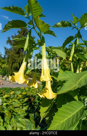 Gelbe Brugmansia-Blüten wachsen im Fernen Osten Russlands Stockfoto