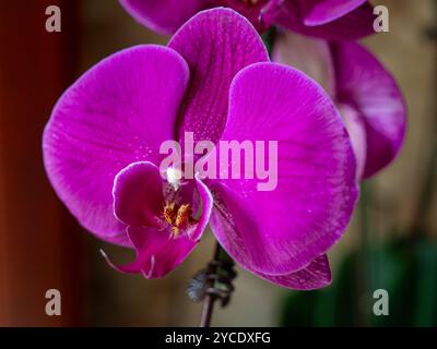 Lila phalaenopsis Orchideen aus nächster Nähe Stockfoto