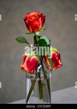 Eine blühende Rose und zwei lustlose Rosen in einer Glasvase Stockfoto