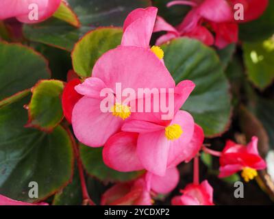 Nahaufnahme einer Wachsbegonia Blume, Begonia semperflorens Stockfoto