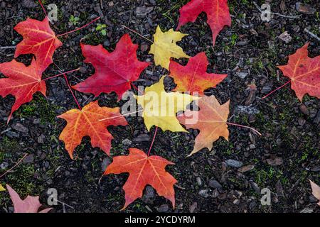WA25794-00...WASHINGTON - im Gene Coulon Memorial Beach Park in Renton werden Farben auf einer Gruppe von Ahornblättern auf dem Boden angezeigt. Stockfoto