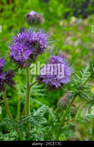 Phacelia tanacetifolia, Skorpionkraut, eine krautige Pflanze aus der Familie der Borretschgewächse Stockfoto