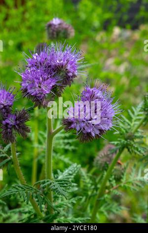 Phacelia tanacetifolia, Skorpionkraut, eine krautige Pflanze aus der Familie der Borretschgewächse Stockfoto