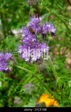 Phacelia tanacetifolia, Skorpionkraut, eine krautige Pflanze aus der Familie der Borretschgewächse Stockfoto