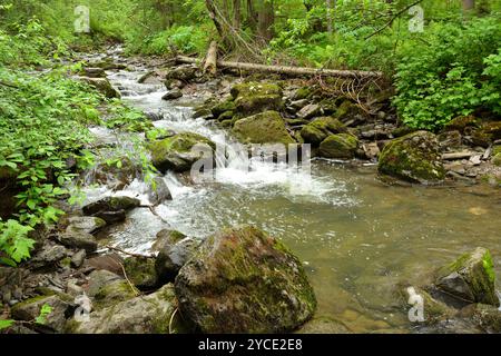 Ein stürmischer Bach, der sich um umgestürzte Bäume und Steine schlängelt, fließt an einem bewölkten Tag von den Bergen durch einen dichten Sommerwald. Fluss Tevenek (Thi Stockfoto