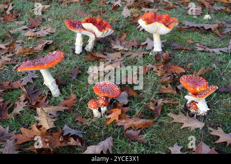 Eine Gruppe von Reifen Amanita Muscaria oder Fly Amanita Pilzen, die auf einem Rasen in Vancouver, British Columbia, Kanada, wachsen Stockfoto