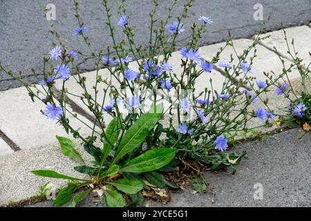 Blühendes blaues Unkraut gemeine Zichorie auf der Straße Gehweg Unkraut Tschechische Republik Stockfoto