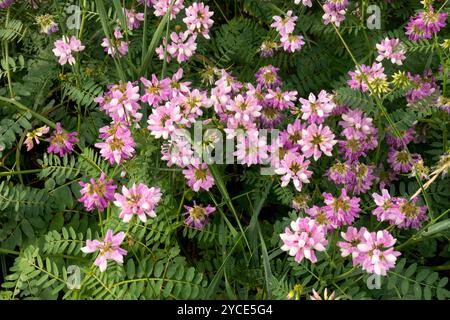 Purple Crown Vetch Securigera varia ist eine niedrig wachsende Leguminosenrebe Crownvetch Stockfoto