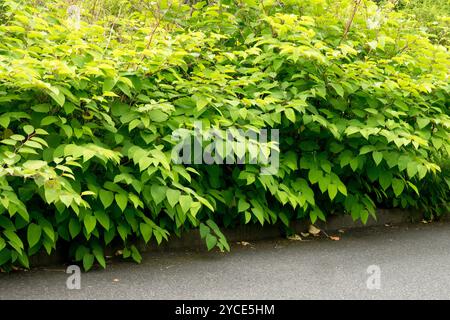 Buschig dicht entlang der Straße Asiatisch Japanische Knotweed wächst Reynoutria japonica Stockfoto