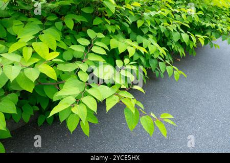 Buschiges, dichtes Wachstum entlang der Straße des japanischen Knotweed Reynoutria japonica Stockfoto