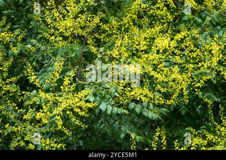 Gelb blühende Koelreuteria paniculata Goldener Regenbaum Stockfoto