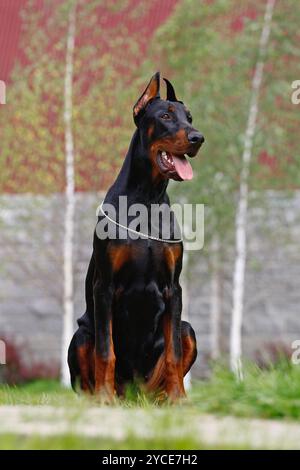 Der Doberman Pinscher (in vielen Ländern auch Dobermann genannt) oder Doberman ist eine Rasse von Haushunden. Dobermann Pinschers gehören zu den Mo Stockfoto