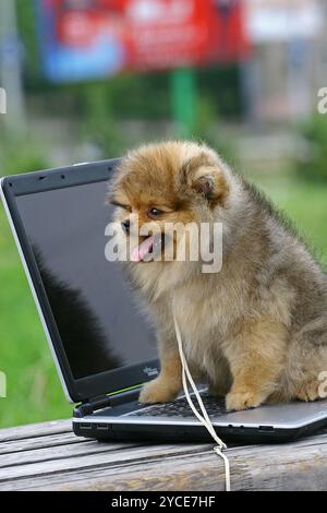 Der Pommersche (auch bekannt als Pom) ist eine Rasse des Typs Spitz Stockfoto