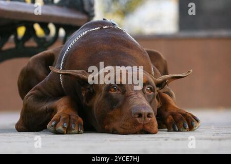 Der Doberman Pinscher (in vielen Ländern auch Dobermann genannt) oder Doberman ist eine Rasse von Haushunden. Dobermann Pinschers gehören zu den Mo Stockfoto