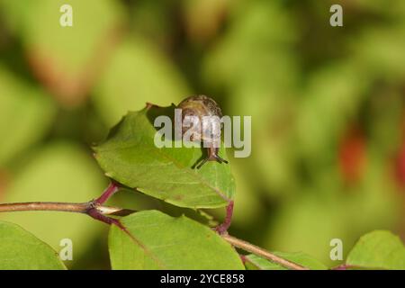 Gegürtelte Schnecke (Hygromia cinctella), Familie Hygromiidae. Kriecht über Fuchsia-Blatt. Herbst, Oktober, Niederlande. Stockfoto