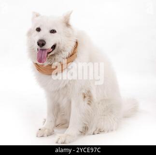 Weißer Hund trägt braunen Schalldämpferschal auf seinem Stockfoto