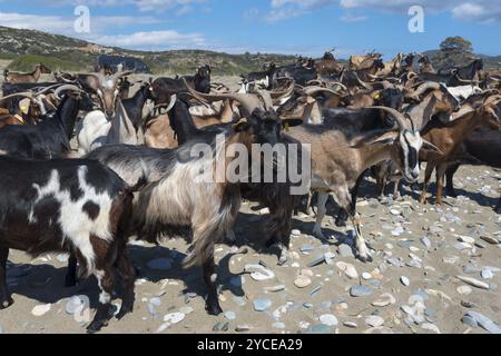 Große Ziegenherde an einem Sandstrand mit Felsen und blauem Himmel, Paralia Charakia, Harakia Strand, Paralia Village, Mani, Laconia, Laconia, Peloponnes, G Stockfoto