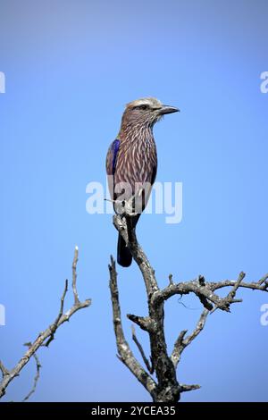 Barred Roller (Coracias naevia), Erwachsener, Wartend, Baum, SabiSabi Game Reserve, Kruger-Nationalpark, Kruger-Nationalpark, Südafrika, Afrika Stockfoto