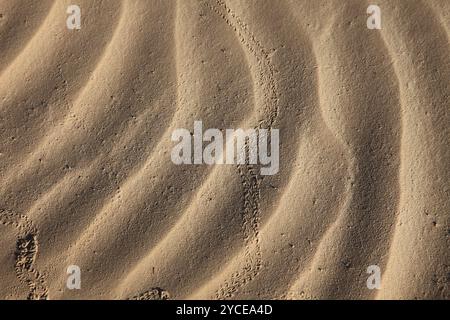 Wind-Texturen auf Sand in der Sahara Stockfoto