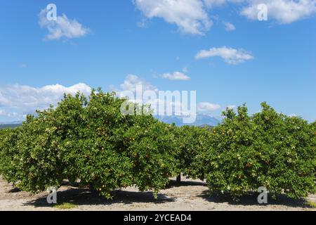 Reihen von Orangenbäumen unter klarem blauem Himmel in einer sonnigen Plantage, Orangenbäume in der Nähe von Skala, Laconia, Laconia, Peloponnes, Griechenland, Europa Stockfoto