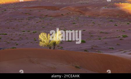 Windgeformte Sandstruktur mit grüner Vegetation, in der Wüste RUB al Khali, Provinz Dhofar, Arabische Halbinsel, Sultanat Oman Stockfoto