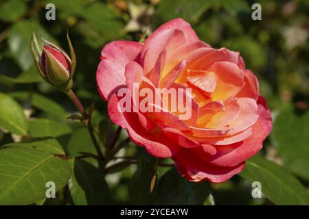 Rote floribunda-Rose, Blüte mit Knospen, Nordrhein-Westfalen, Deutschland, Europa Stockfoto