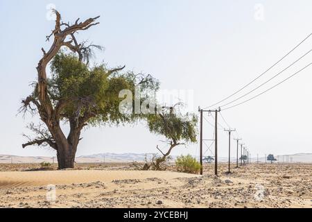 Halbtoter Baum neben einer Stromleitung in der Wüste RUB al Khali, Provinz Dhofar, Arabische Halbinsel, Sultanat Oman Stockfoto