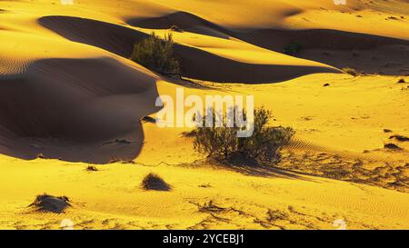 Windgeformte Sanddünen mit grüner Vegetation, bei Sonnenaufgang in der Wüste RUB al Khali, Provinz Dhofar, Arabische Halbinsel, Sultanat Oman Stockfoto