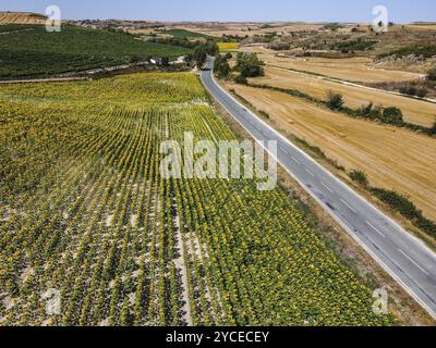 Drohnenansicht des Sonnenblumenfeldes während des Sommers sonnigen Tages mit blauem Himmel. Natürlicher Hintergrund der Sonnenblume. La Bureba, Burgos, Spanien, Europa Stockfoto