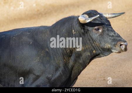 Tapferer Bulle in der Stierkampfarena, Raging Bulle bereit zu rammen. Stockfoto