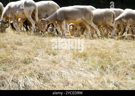 Eine Herde Schafe, die auf einer Wiese in den Bergen grasen Stockfoto