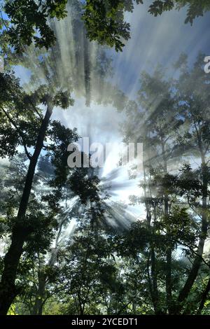 Die Effekte, die Strahlen der Sonne in der Dämmerung in den Wald machen Stockfoto