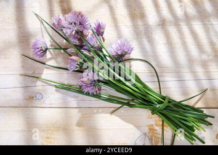 Zeit zum kreativen Kochen von Kräutern, Schnittlauch in voller Blüte Stockfoto