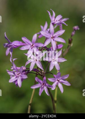 Nahaufnahme der violetten rosa Thulbagia violacea aka Gesellschaftsknoblauch oder rosa Agapanthus-Gruppe von Blumen isoliert auf grünem natürlichem Hintergrund Stockfoto