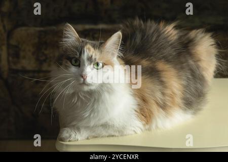 Porträt der niedlichen Trikolore-Katzennahmebildung Stockfoto