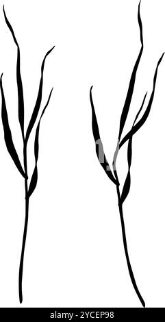 Set von Wiesen-Gras-Silhouetten. Handgezeichnete Vektorillustration isoliert auf weißem Hintergrund. Skizzieren Sie im Strichstil, gemalt mit schwarzen Tinten für Stock Vektor