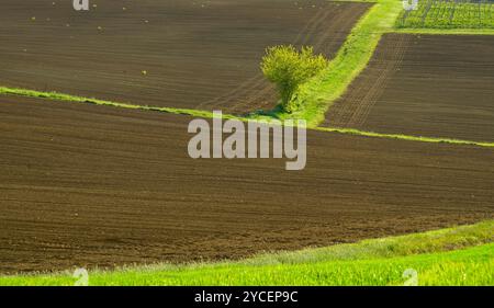 Landschaften und Farben der Frühlingsblüte des Apennins Emilia-Romagna, Provinzen Bologna und Ravenna, Emilia Romagna, Italien Stockfoto